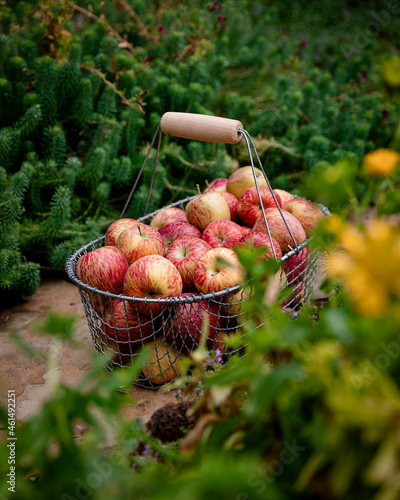 A wire basket filled with freshly picked apples sitting in a garden photo