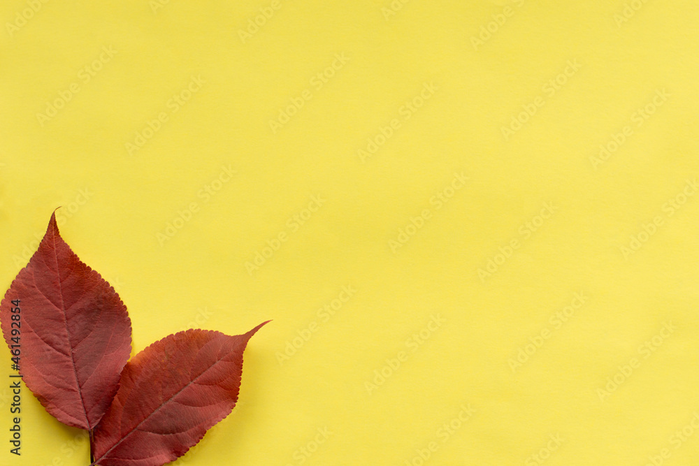 Red autumn leaves on a yellow background. Autumn background with leaves. Red autumn leaves on a yellow background. Autumn background with leaves.