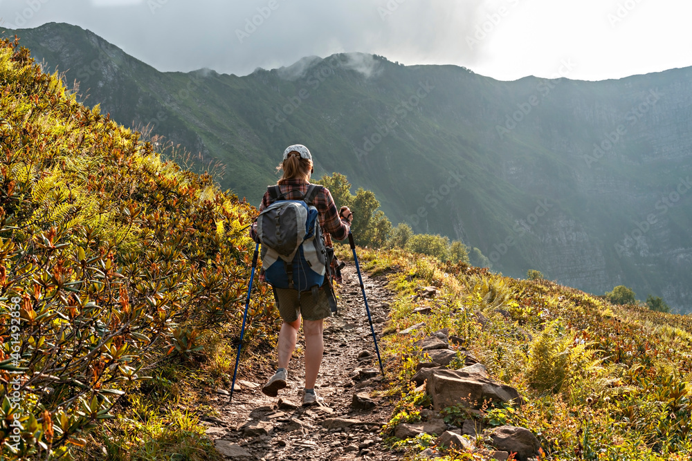 rear view of young woman in plaid shirt with big backpack with trekking poles walking along mountain trail hiking among mountain plants of rhododendron and ferns , healthy active lifestyle