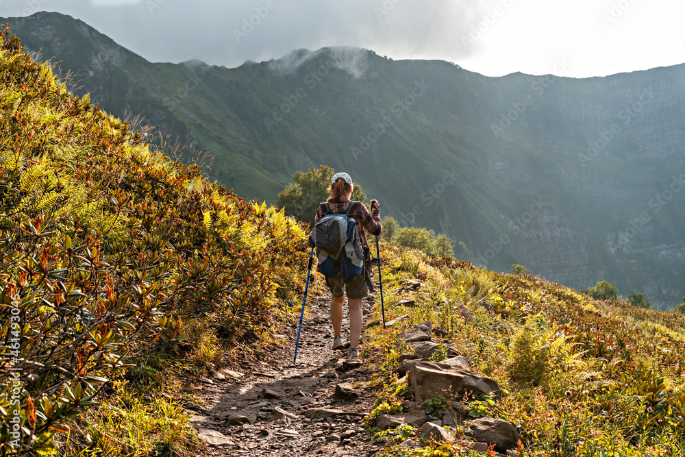 Obraz premium rear view of young woman in plaid shirt with big backpack with trekking poles walking along mountain trail hiking among mountain plants of rhododendron and ferns , healthy active lifestyle
