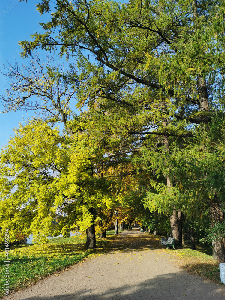 Naklejka premium The road in the autumn park without people, among the trees, strewn with fallen leaves.