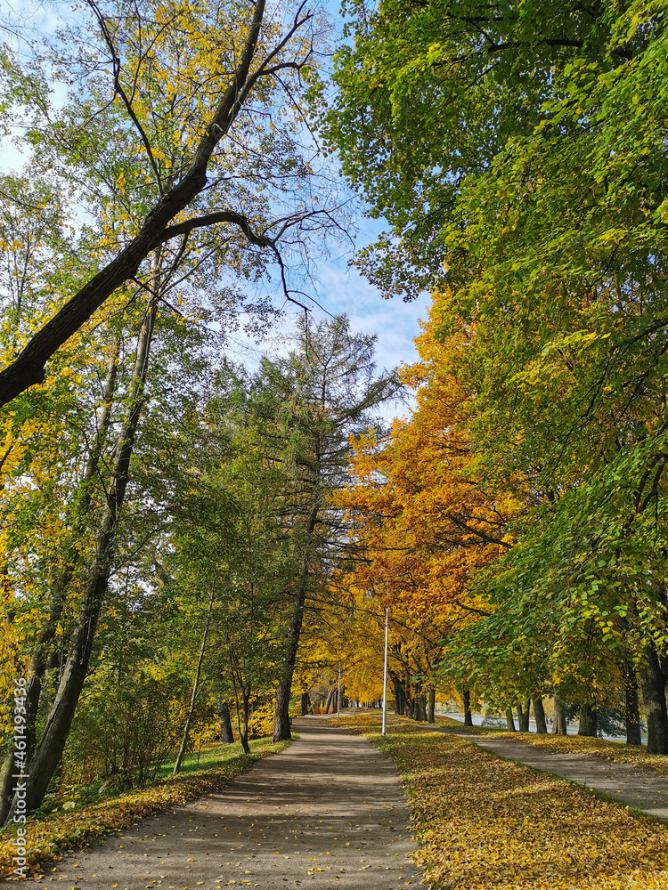 Fototapeta premium A road strewn with fallen leaves passes between trees in an autumn park