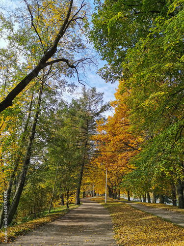 A road strewn with fallen leaves passes between trees in an autumn park