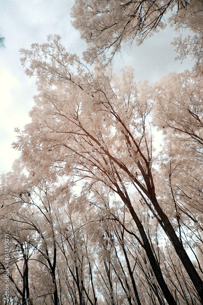 Infrared photography, landscape, nature in invisible spectrum Infrared photography, landscape, nature in invisible spectrum
