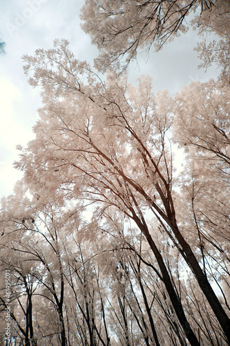 Infrared photography, landscape, nature in invisible spectrum © Bocskai István