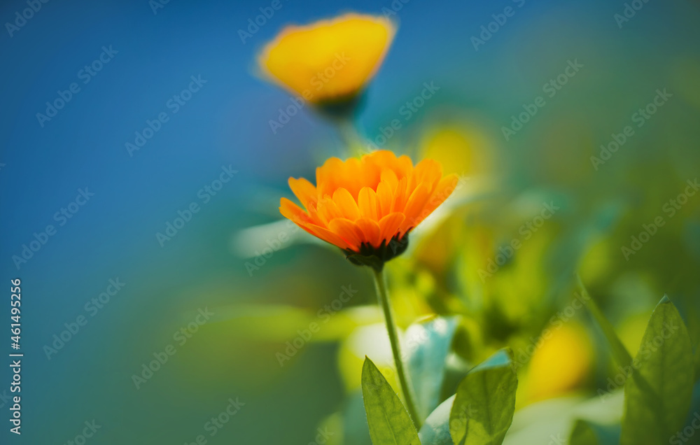 Beautiful fragrant calendula flowers with yellow and orange petals bloom among green leaves on a sunny summer day. Medicinal plants. Beautiful fragrant calendula flowers with yellow and orange petals bloom among green leaves on a sunny summer day. Medicinal plants.