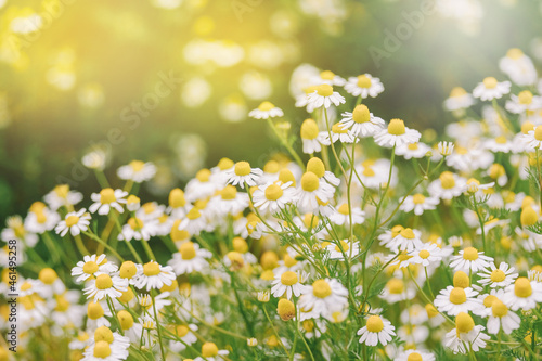daisies flower in the meadow and warm light background © PotPixel