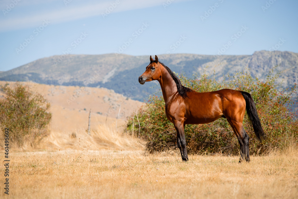 Obraz premium Beautiful bay arabian stallion standing free