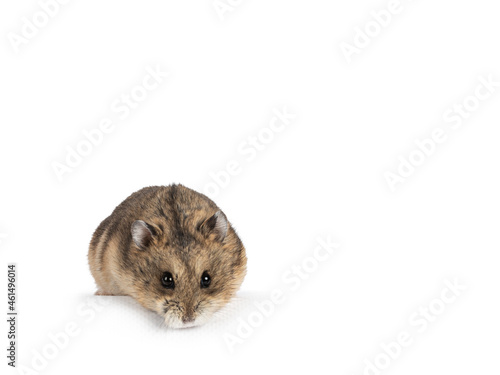Cute adult brown hamster standing facing front on edge. Looking straight to camera. Isolated on a white background.