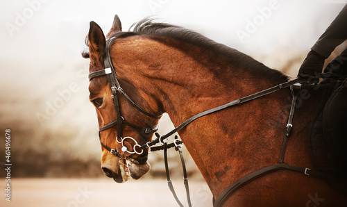 Portrait of a beautiful bay horse with a dark mane and with a rider in the saddle, which rides fast on a cloudy day. Equestrian sports. Horse riding.