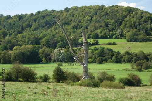 Typical Wallonian landscape with remote tree in late summer near Torgny, Rouvroy, Luxembourg, Wallonia, southernmost village of Belgium
 photo