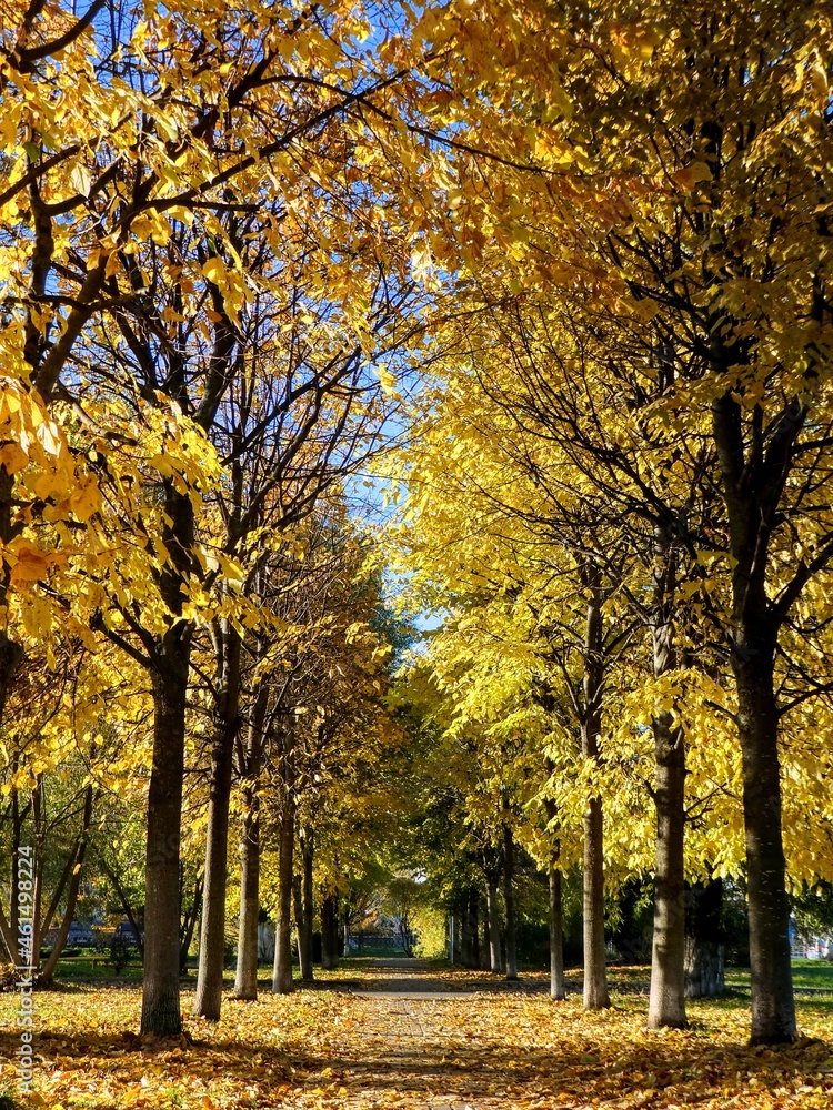autumn trees in the park with foliage