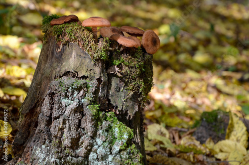 old stump and mushrooms growing on it