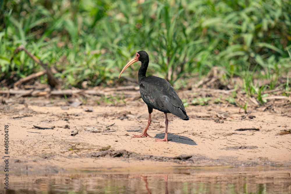 The bare-faced ibis (Phimosus infuscatus) The bare-faced ibis (Phimosus infuscatus)