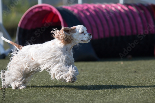 Fotografi Purebred active sable white American Cocker Spaniel running dog agility course with full attention