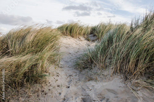 beach grass on the dunes of the Wadden isle Vlieland at the Northsea