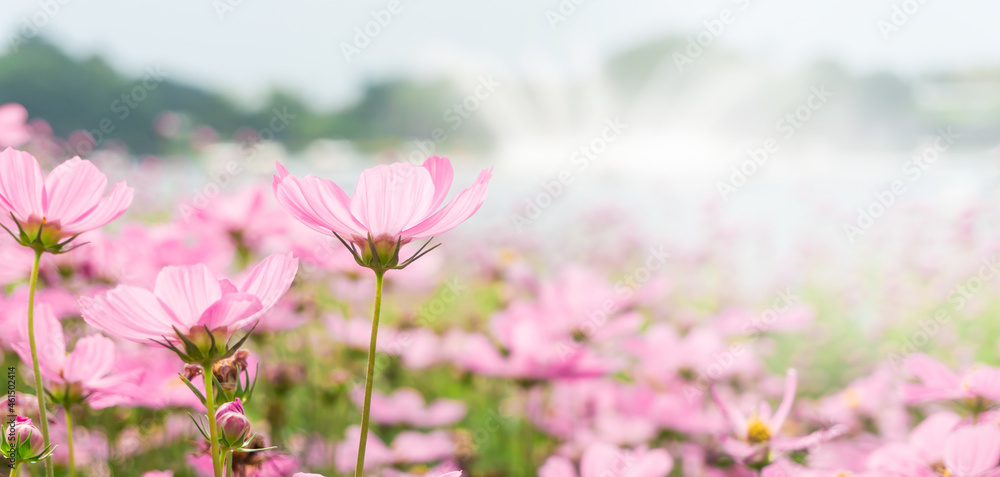 Fototapeta premium Beautiful pink cosmos flowers field with blurred background. copy space for text.