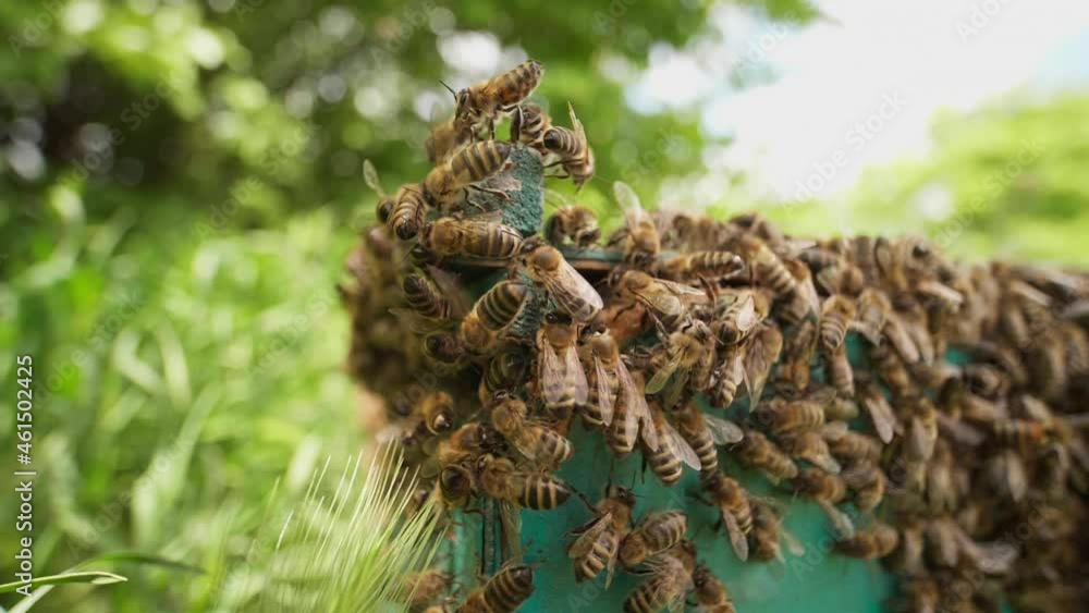 bees bring honey to their beehives at sunny day. Apiculture. Honey bees on green wooden frames in beehive. Bees on the hive placed at countryside green lawn convert nectar to honey at summer bees bring honey to their beehives at sunny day. Apiculture. Honey bees on green wooden frames in beehive. Bees on the hive placed at countryside green lawn convert nectar to honey at summer
