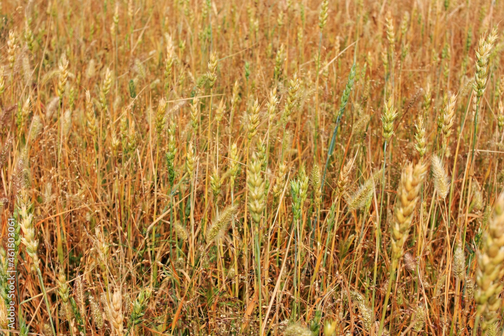 Fototapeta premium Yellow ears of ripe rye in the field