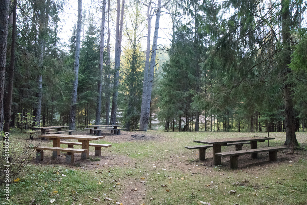 count benches in the nature park surrounded by pine forest with autumn leaves