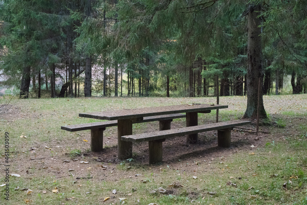 count benches in the nature park surrounded by pine forest with autumn leaves