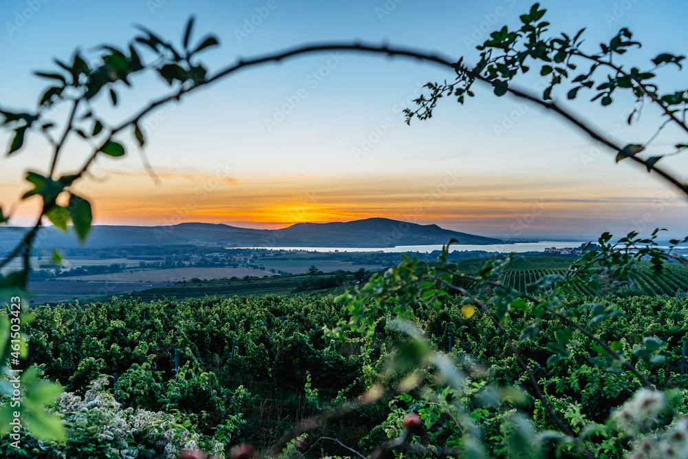 Vineyards,Palava region,Nove Mlyny reservoir at sunset,South Moravia,Czech Republic.Rural autumn landscape with trees,green hills and lake.Panoramic view of rows of Vineyard Grape Vines.