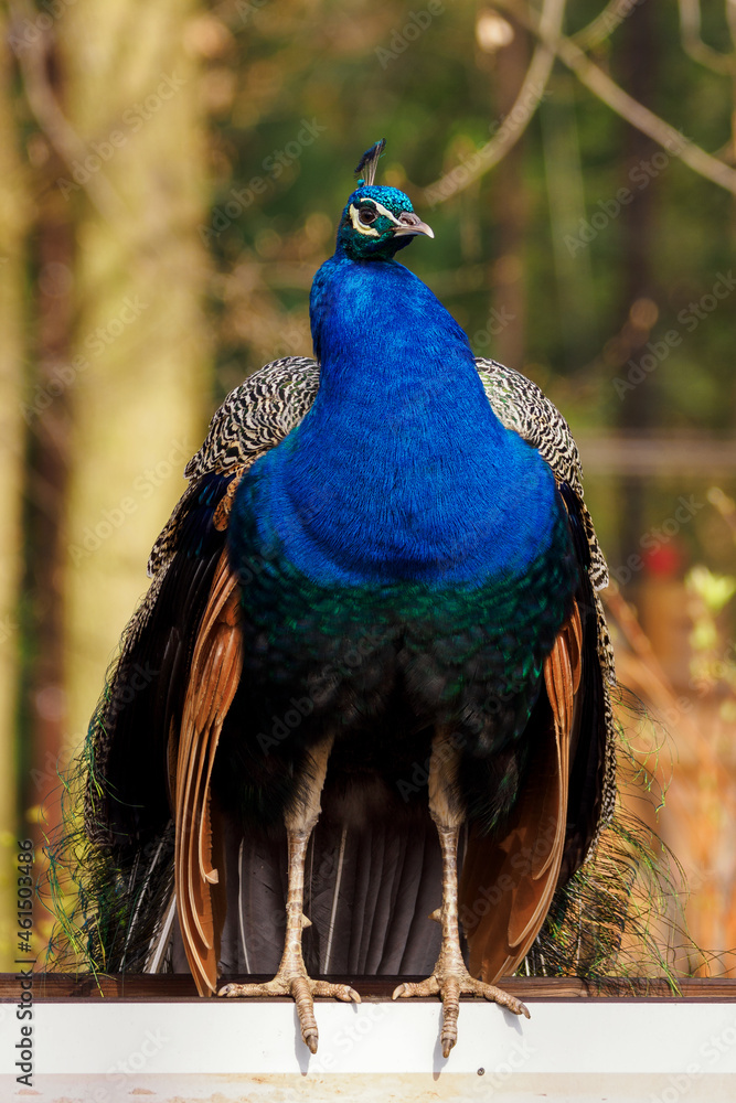 Peacock bird standing on a frame. Peacock bird standing on a frame.