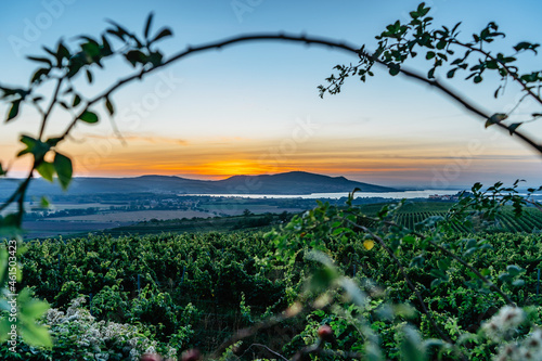 Vineyards,Palava region,Nove Mlyny reservoir at sunset,South Moravia,Czech Republic.Rural autumn landscape with trees,green hills and lake.Panoramic view of rows of Vineyard Grape Vines. photo