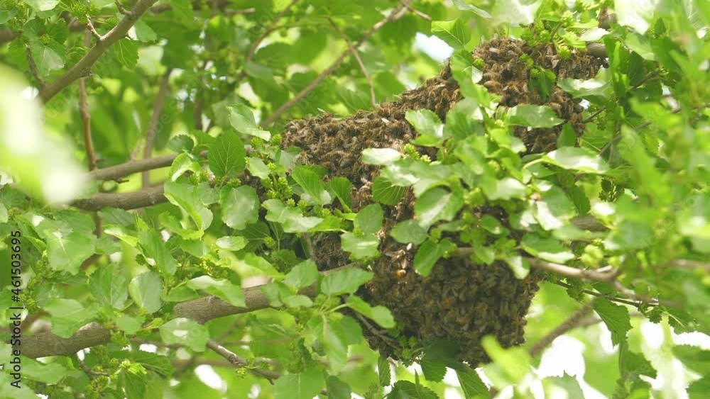 Swarm of thousands bees working at wild bee honeycomb on the tree, natural background of green summer leaves. Swarm of thousands bees working at wild bee honeycomb on the tree, natural background of green summer leaves.
