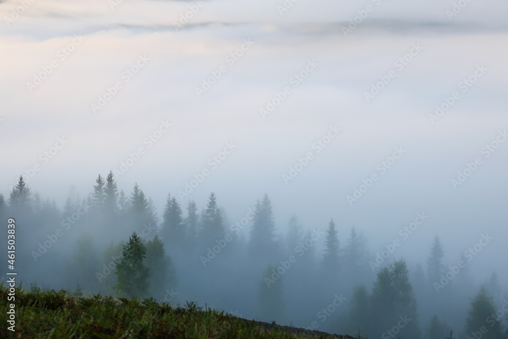 Picturesque view foggy forest in mountains on morning