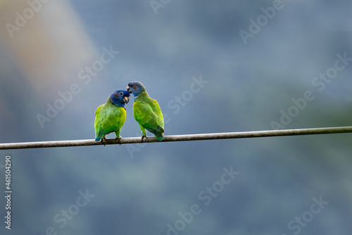 Pair of Blue-headed parrots, pionus menstruus, preening and cuddling with one another in the Northern Range rainforest on the Caribbean island of Trinidad. photo