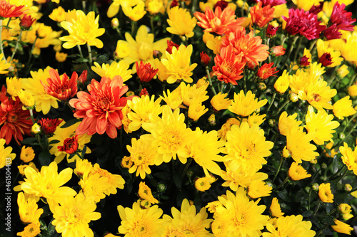 bushes of yellow orange and pink chrysanthemums © Tasha