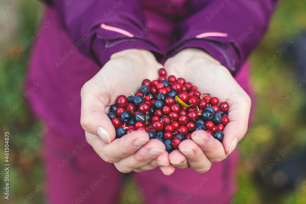 Process of collecting and picking berries in the forest of northern Sweden, Lapland, Norrbotten, near Norway border, girl picking cranberry, lingonberry, cloudberry, blueberry, bilberry and others Process of collecting and picking berries in the forest of northern Sweden, Lapland, Norrbotten, near Norway border, girl picking cranberry, lingonberry, cloudberry, blueberry, bilberry and others