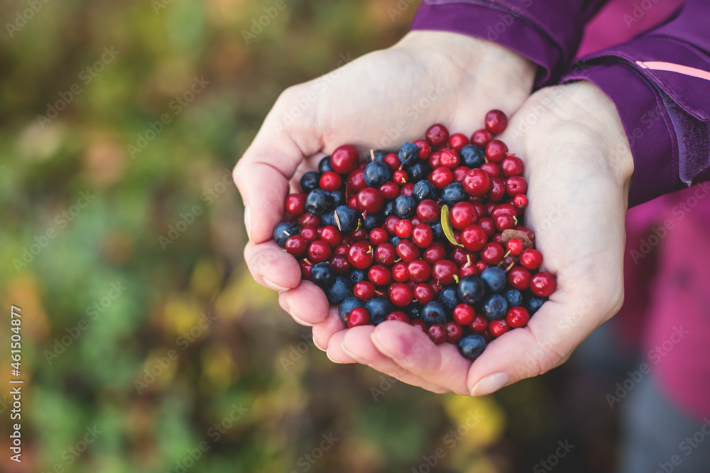 Process of collecting and picking berries in the forest of northern Sweden, Lapland, Norrbotten, near Norway border, girl picking cranberry, lingonberry, cloudberry, blueberry, bilberry and others Process of collecting and picking berries in the forest of northern Sweden, Lapland, Norrbotten, near Norway border, girl picking cranberry, lingonberry, cloudberry, blueberry, bilberry and others