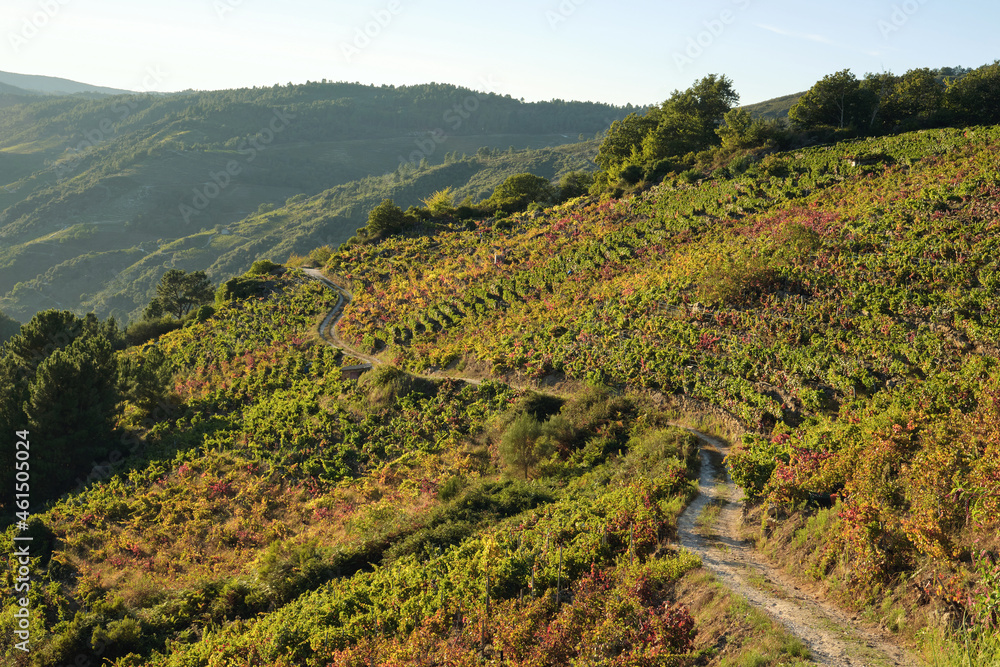 Autumnal colored terraced vineyards in Ribeira Sacra