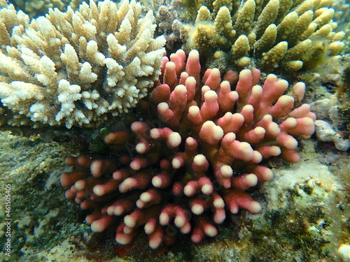 Acroporid coral Acropora lamarcki and Hood coral or Smooth cauliflower coral (Stylophora pistillata) undersea, Red Sea, Egypt, Sharm El Sheikh, Nabq Bay photo