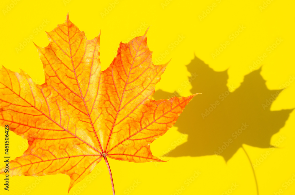 Texture of multicolored maple leaf with shadow on yellow surface. Autumn composition. Bright autumn foliage lies on yellow background with copy space.