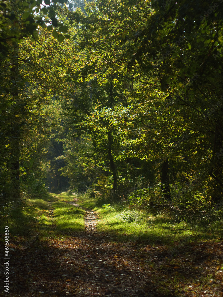 Obraz premium Las, scieżka
