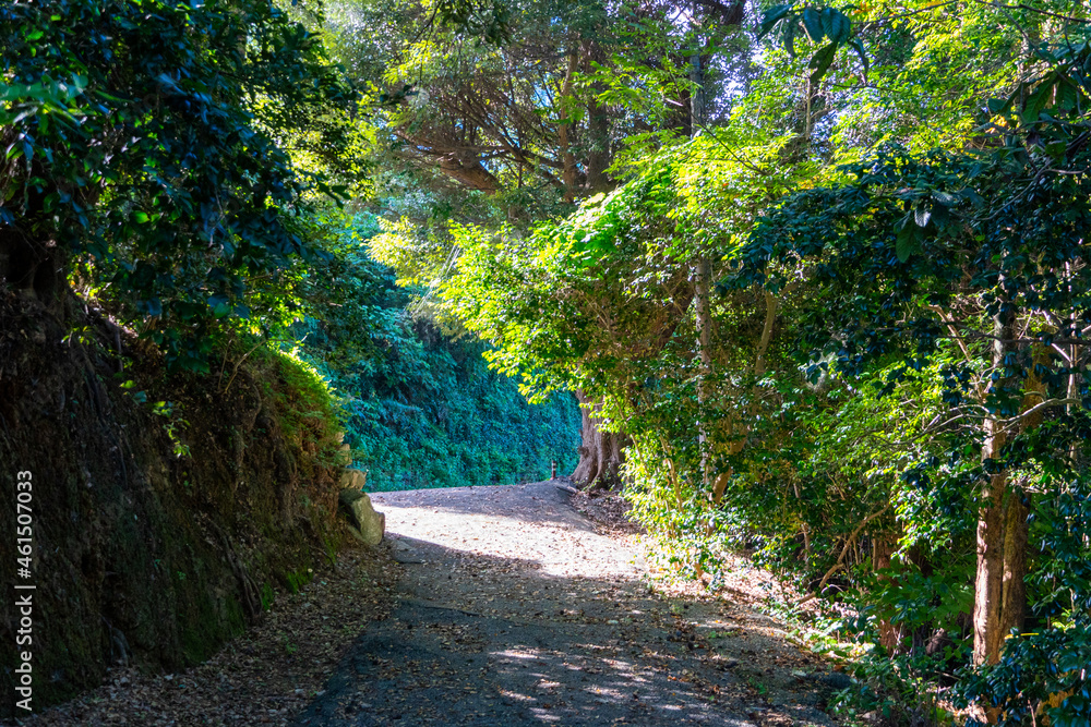 Obraz premium 桂浜の森