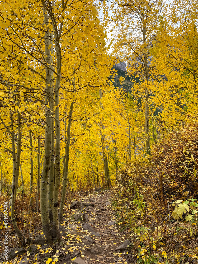 Fototapeta premium Autumn leaf colors Colorado