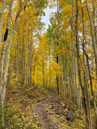 Fototapeta Naklejka Na Ścianę i Meble -  Autumn leaf colors Colorado