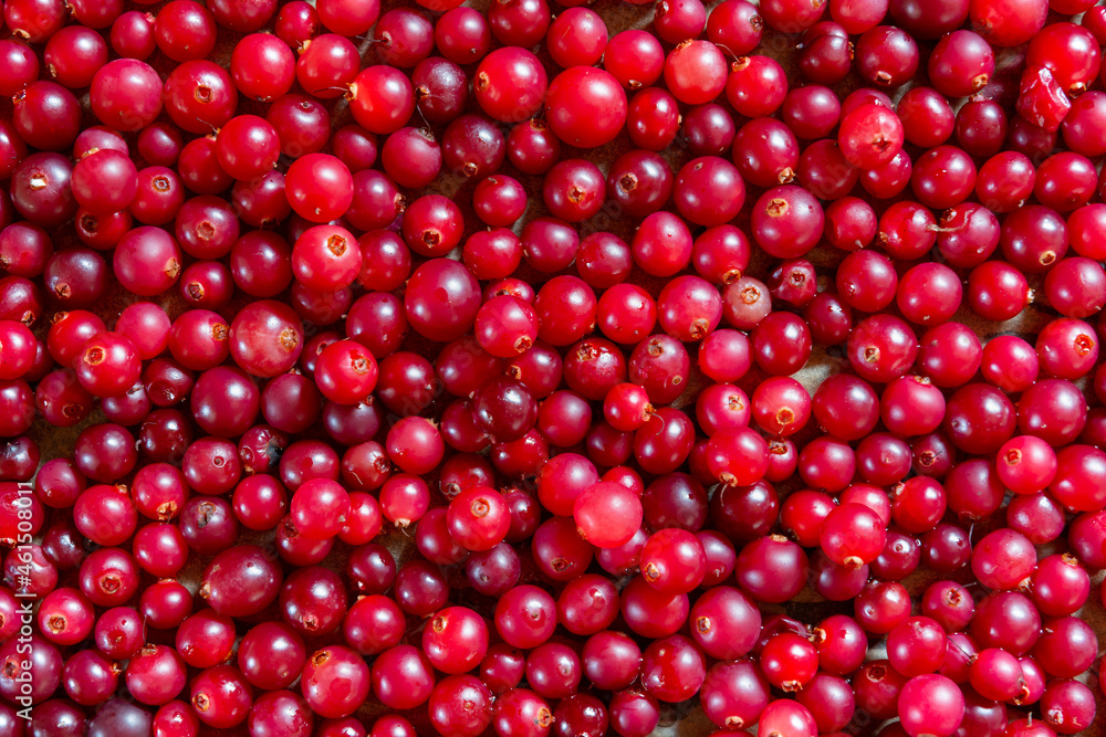 Fresh red and round cranberries, top view