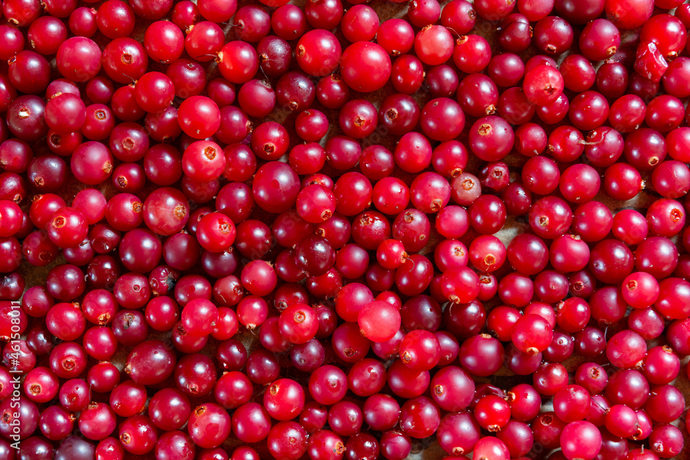 Fresh red and round cranberries, top view Fresh red and round cranberries, top view