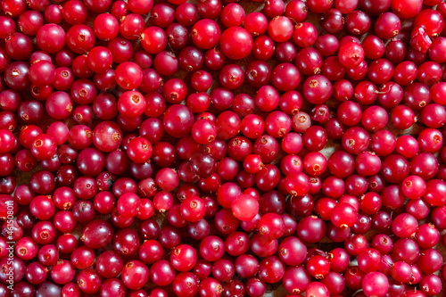 Fresh red and round cranberries  top view