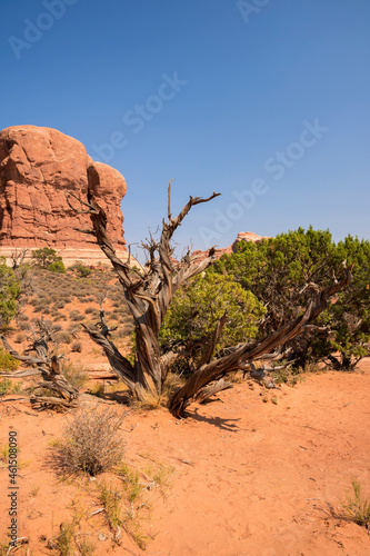 landscape on arches national park in the united states of america