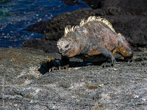 Portrait of a Marine Iguana on a Lava Rock Galapagos Island