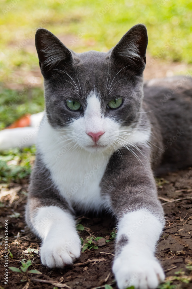 cat on the ground