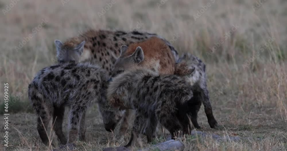 hyenas play together in the savannah hyenas play together in the savannah