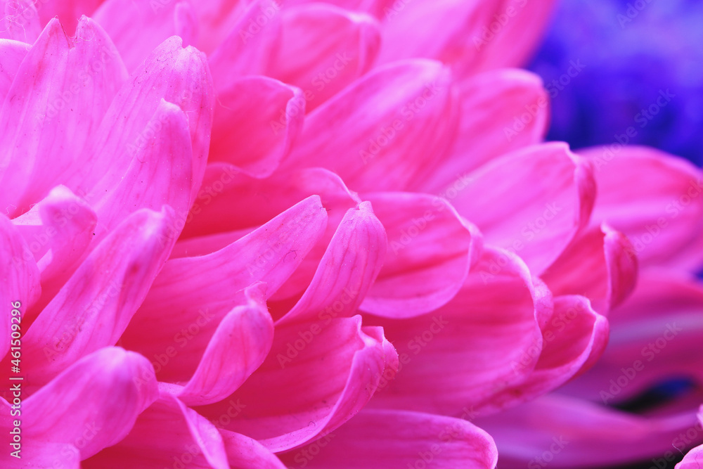 Chrysanthemum flower macro,beautiful pink flower in full bloom in the garden 