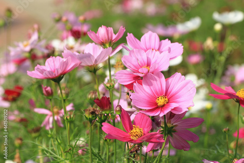 amazing view of blooming Cosmos bipinnatus(Garden cosmos,Mexican aster) flowers,close-up of beautiful pink and purple Cosmos flowers blooming in the garden 